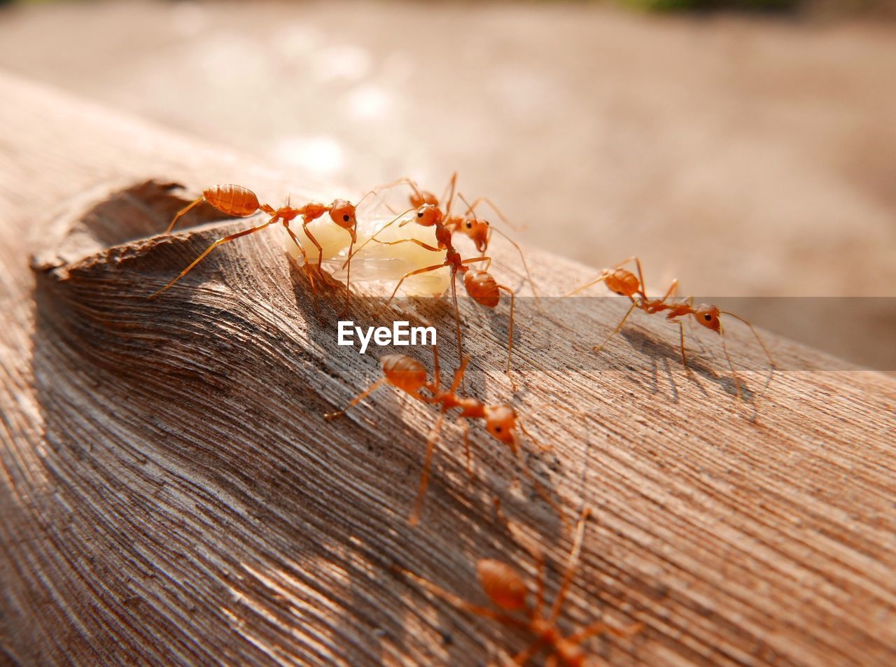 Close-up of ants on log
