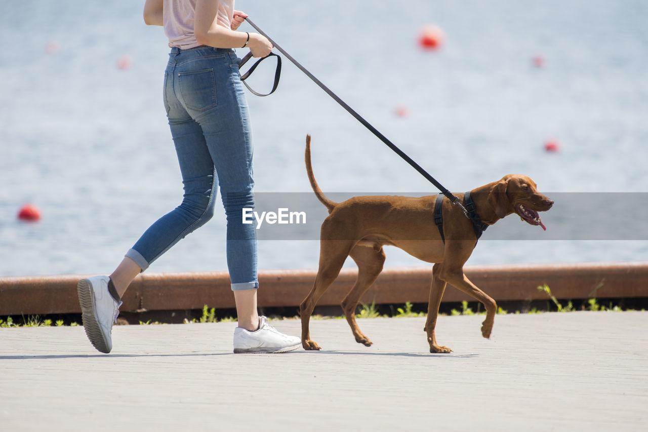 Low section of woman with dog walking on beach