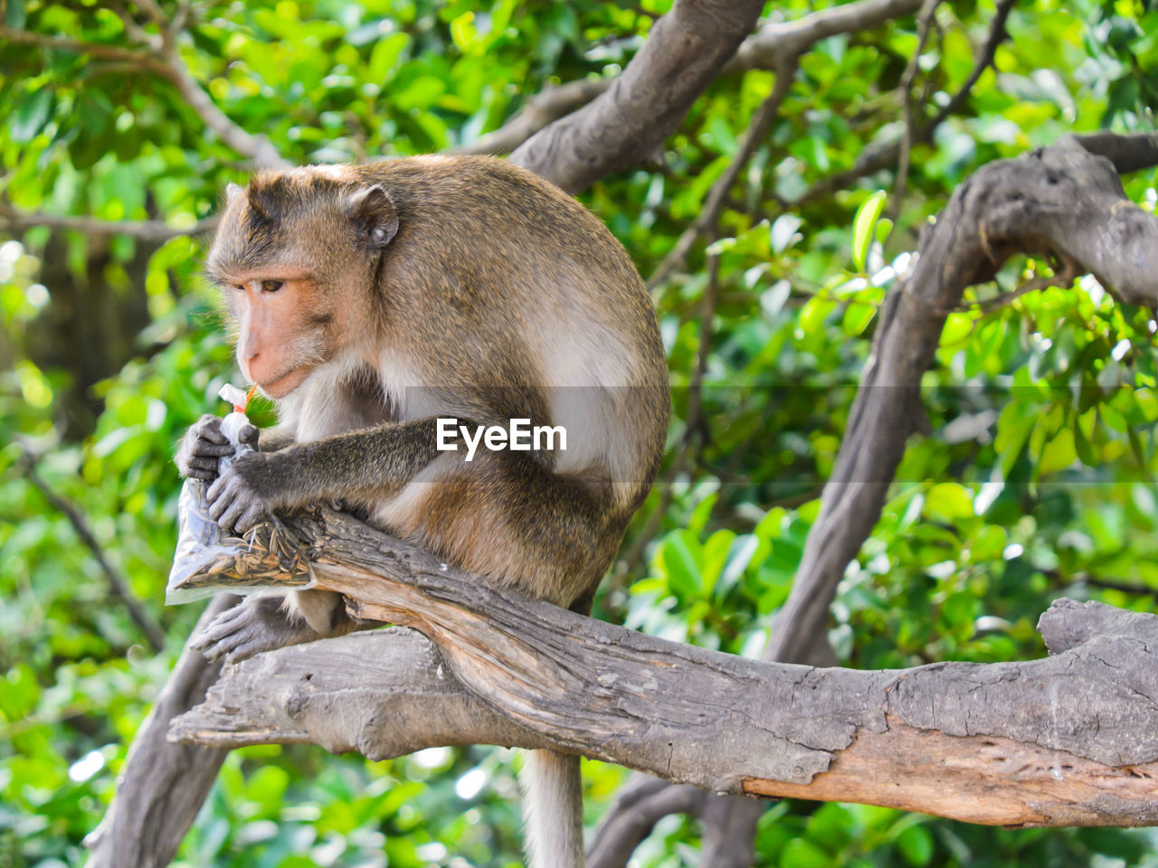 MONKEYS SITTING ON TREE