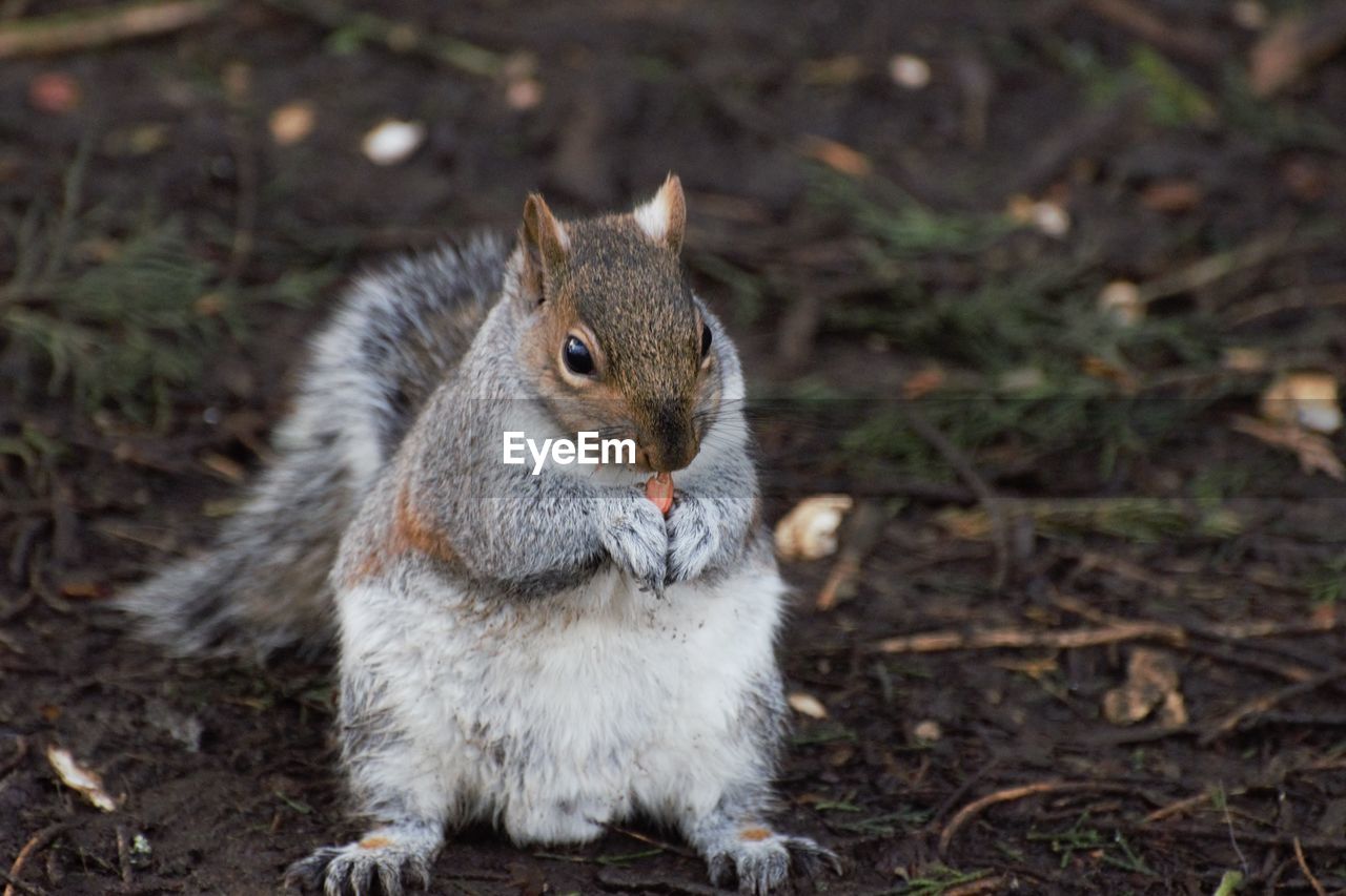 CLOSE-UP OF SQUIRREL EATING