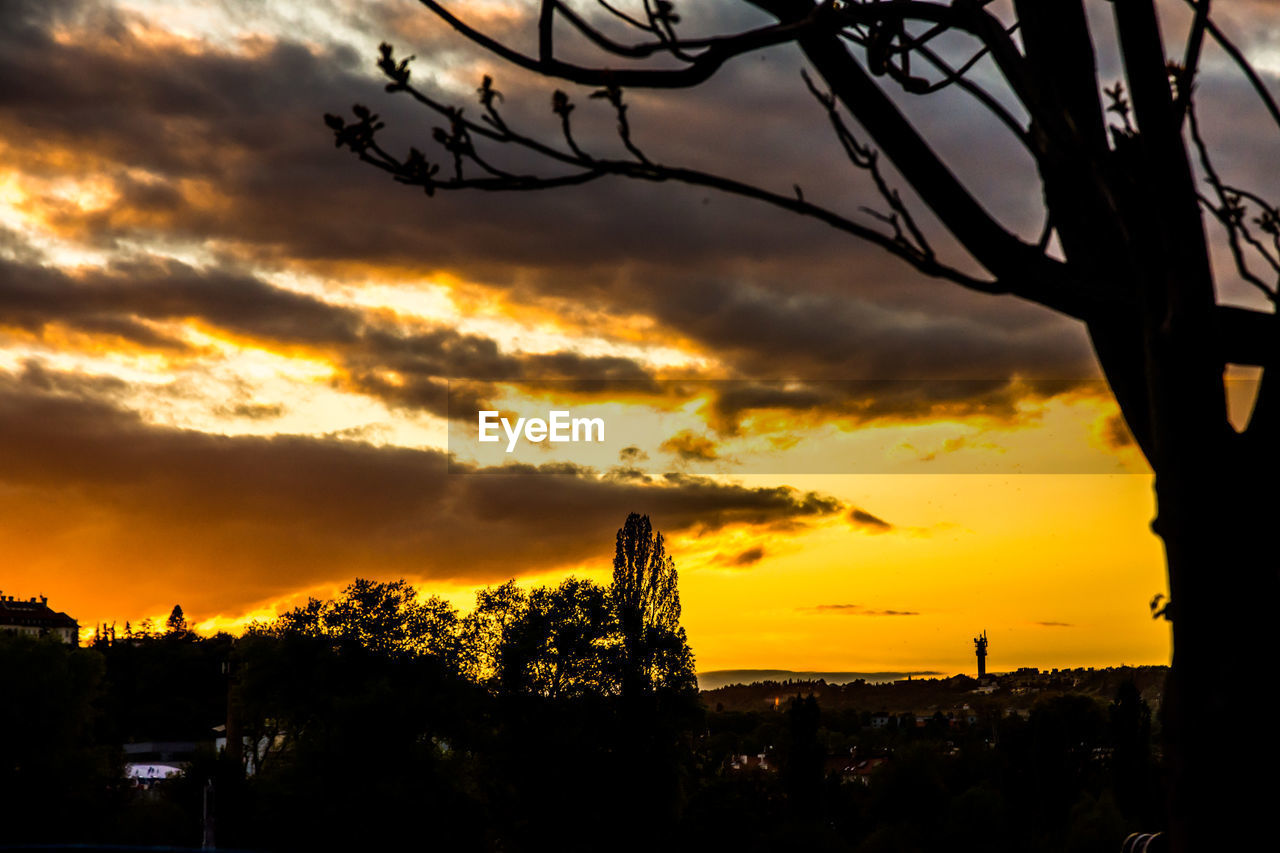 Silhouette trees against dramatic sky during sunset