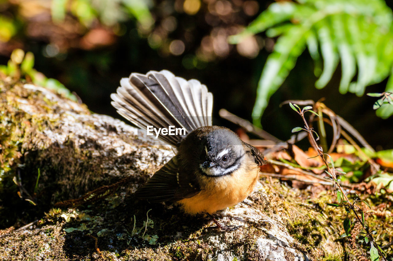 CLOSE-UP OF A BIRD