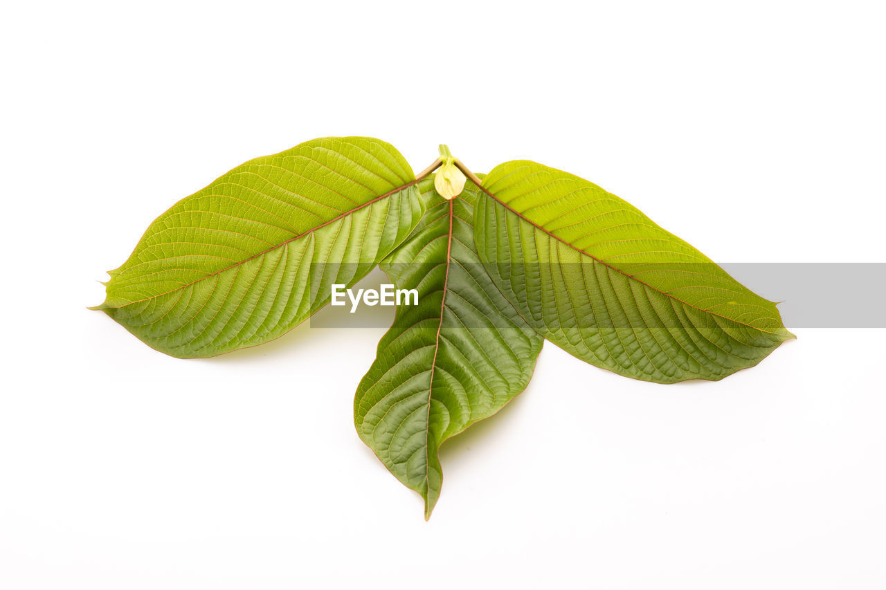 leaf, plant part, green, plant, branch, white background, cut out, studio shot, produce, nature, food and drink, tree, no people, freshness, food, close-up, indoors, yellow, herb, flower, leaf vein, single object, beauty in nature, copy space