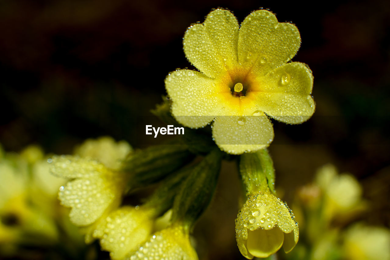 Close-up of yellow flower blooming outdoors