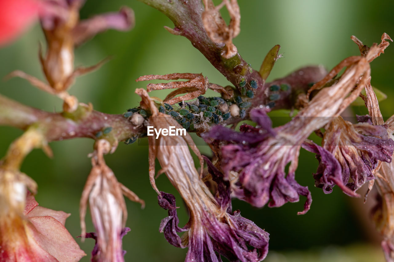 CLOSE-UP OF WILTED FLOWER