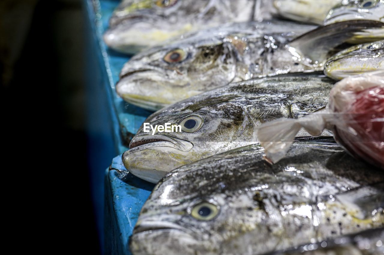 Close-up of fish for sale in market