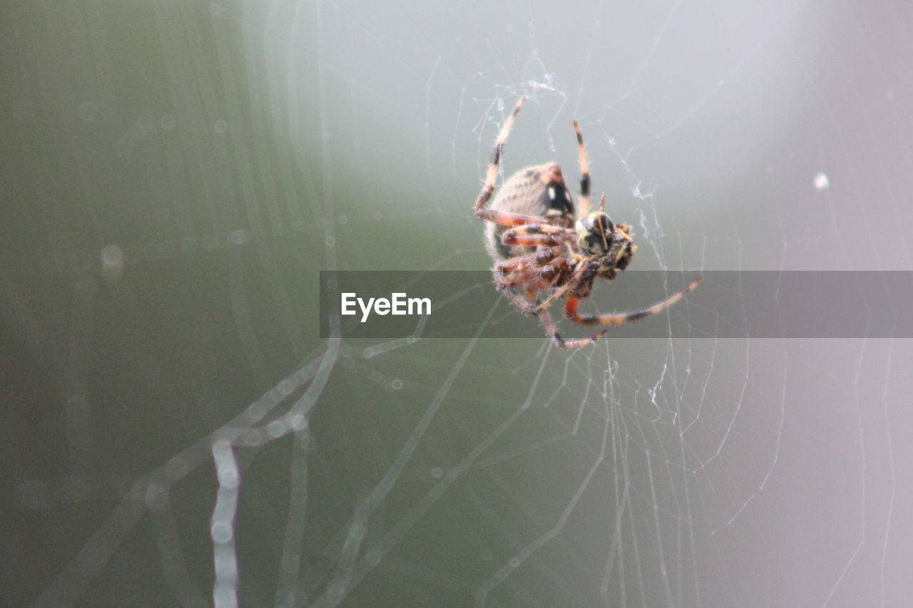 CLOSE-UP OF SPIDER AND WEB