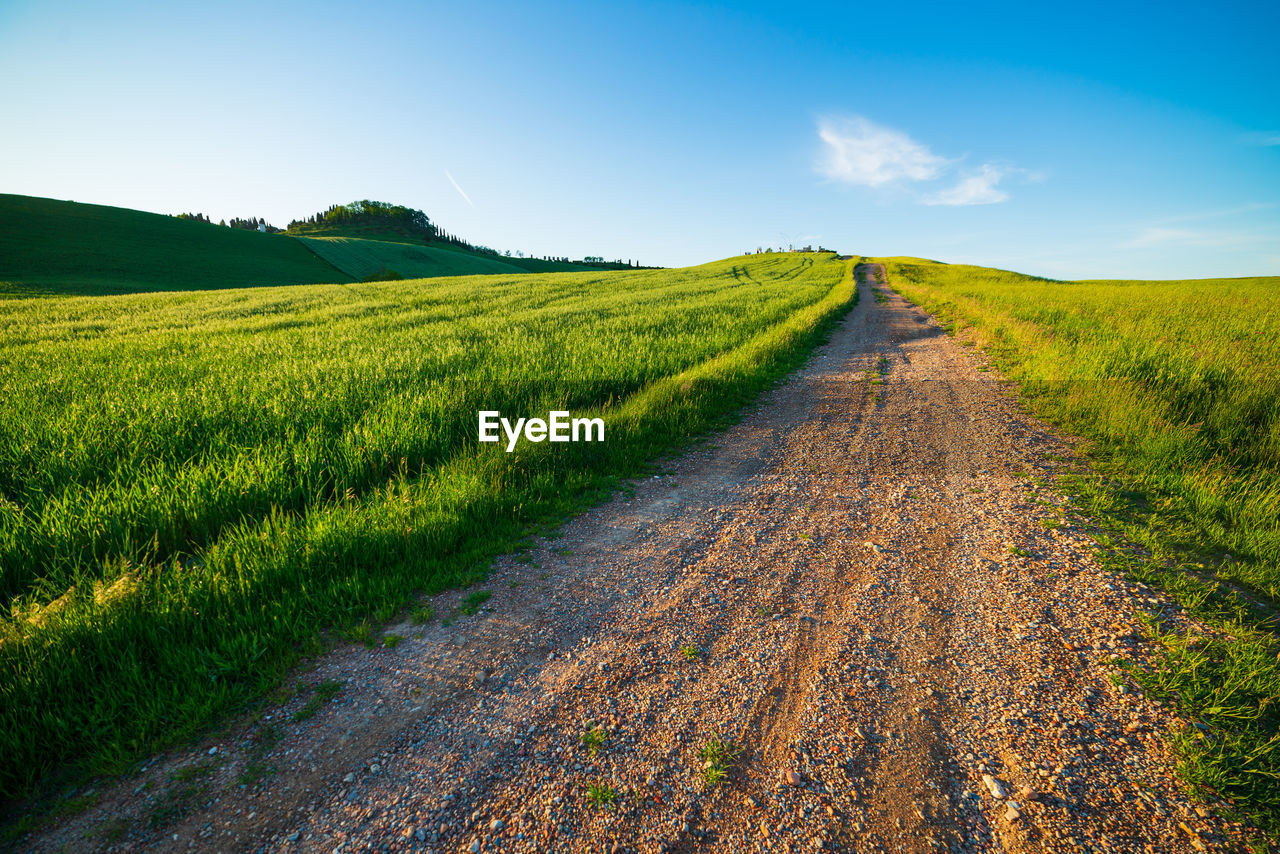 landscape, environment, land, sky, field, rural scene, plant, nature, grass, road, agriculture, rural area, scenics - nature, horizon, hill, grassland, beauty in nature, crop, green, blue, dirt road, dirt, cloud, no people, tranquility, meadow, morning, plain, the way forward, prairie, farm, cereal plant, transportation, footpath, soil, food and drink, food, sunlight, outdoors, summer, tranquil scene, travel, horizon over land, non-urban scene, diminishing perspective, growth, environmental conservation, tree, natural environment, clear sky, social issues, day, idyllic, flower, vanishing point, sunny, urban skyline