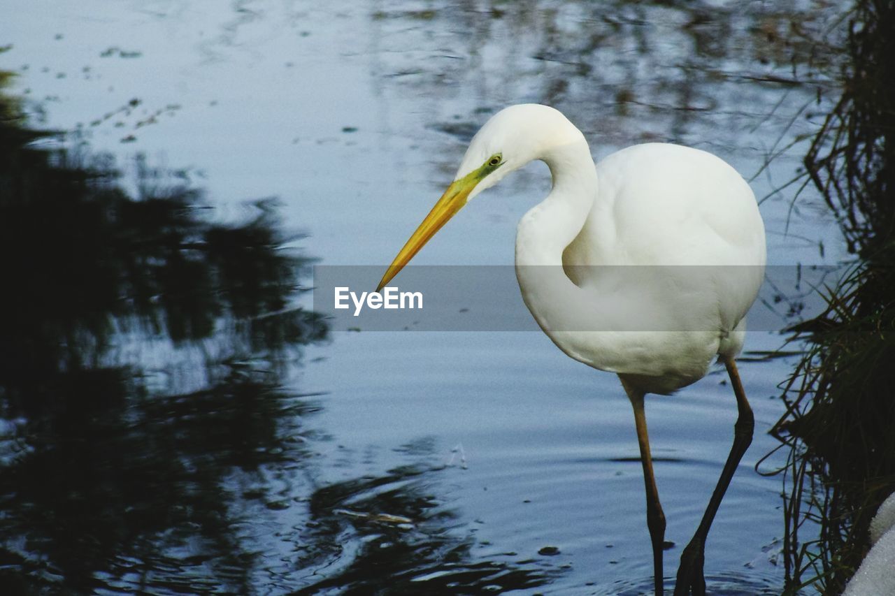 Close-up of white great egret standing in lake