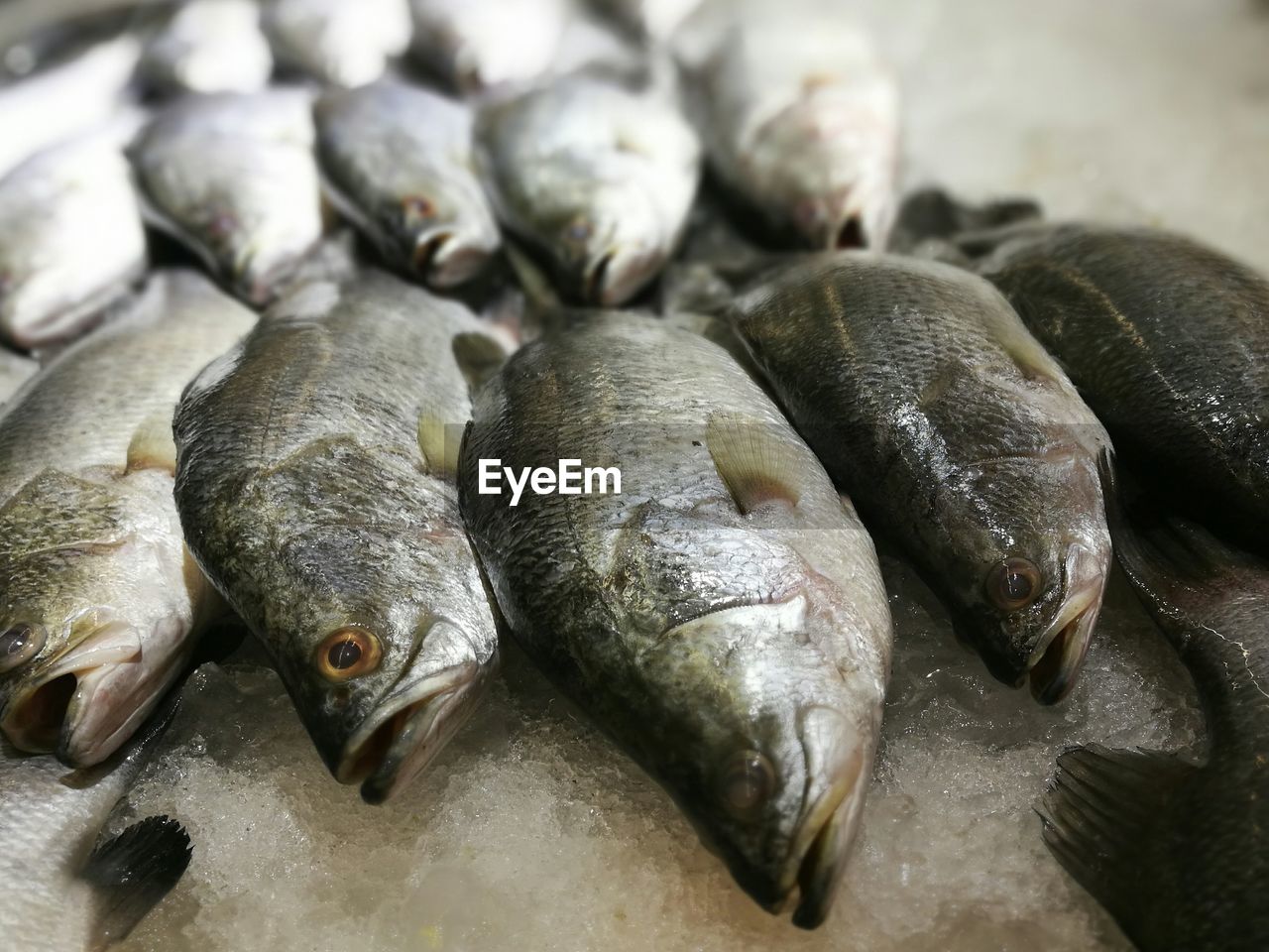 CLOSE-UP OF FISH IN CONTAINER