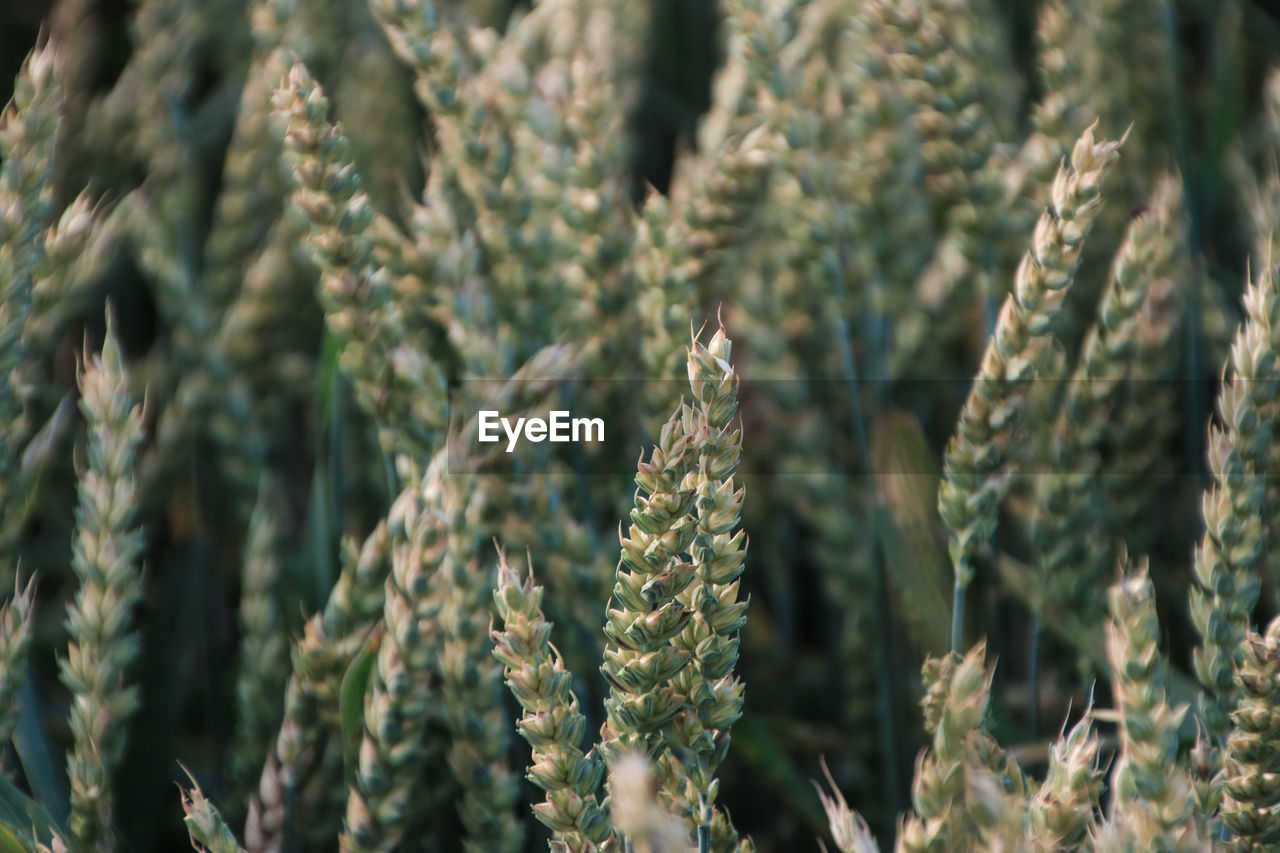 Close-up of plants on field 