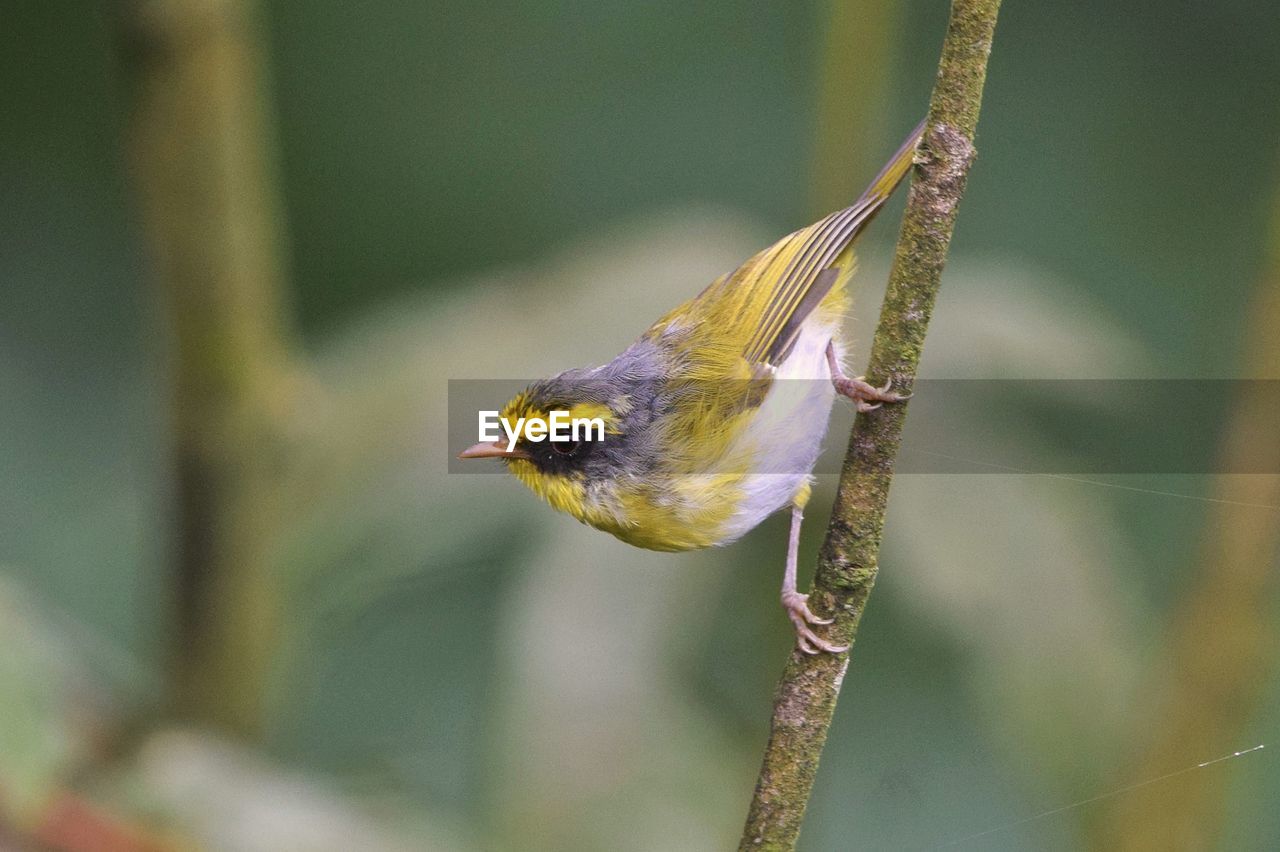 animal themes, animal, animal wildlife, one animal, nature, wildlife, bird, macro photography, close-up, yellow, focus on foreground, plant, no people, branch, beauty in nature, insect, outdoors, beak, perching, animal body part, day, hummingbird, tree