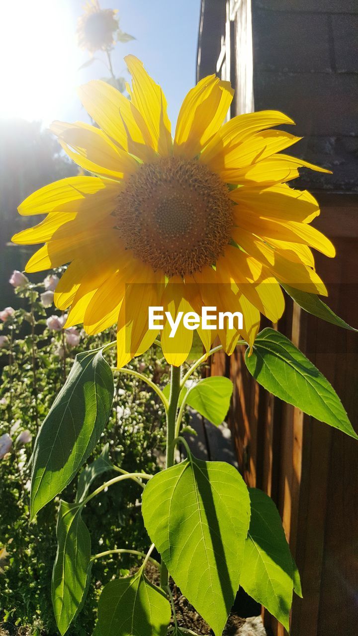 MACRO SHOT OF SUNFLOWER