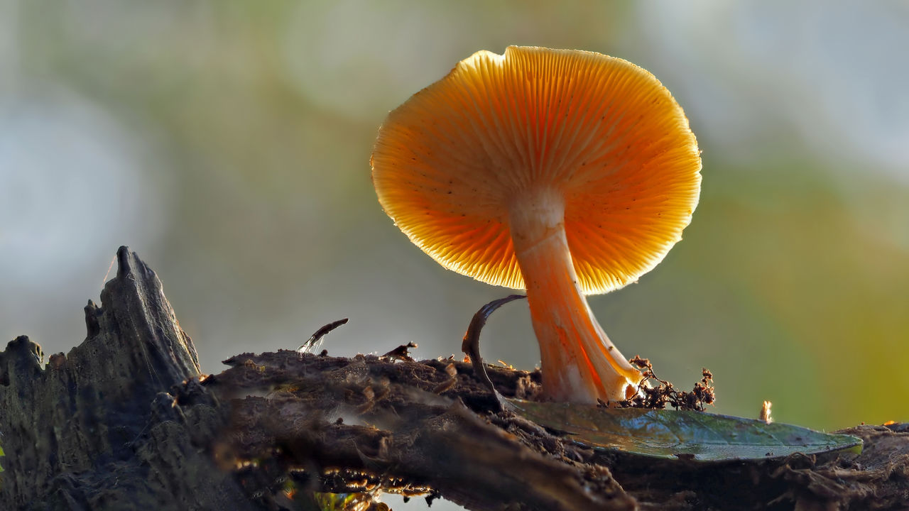 Close-up of mushroom growing outdoors