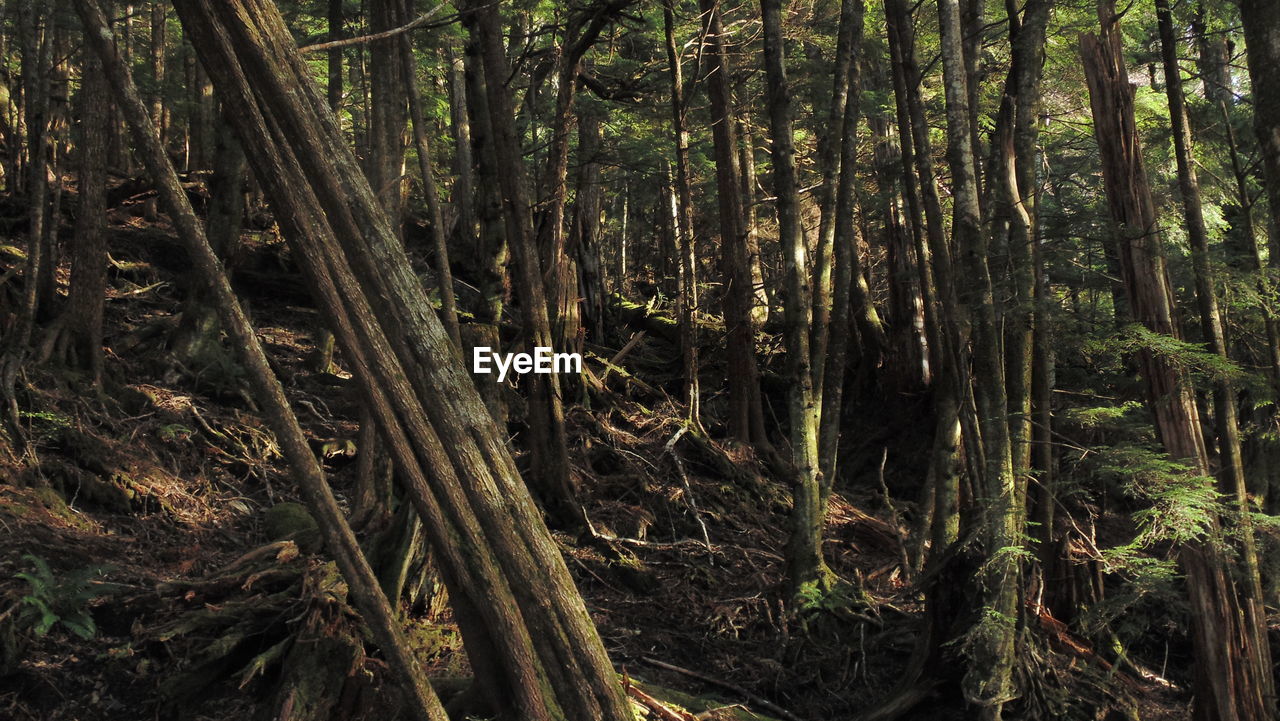 VIEW OF TREES IN FOREST