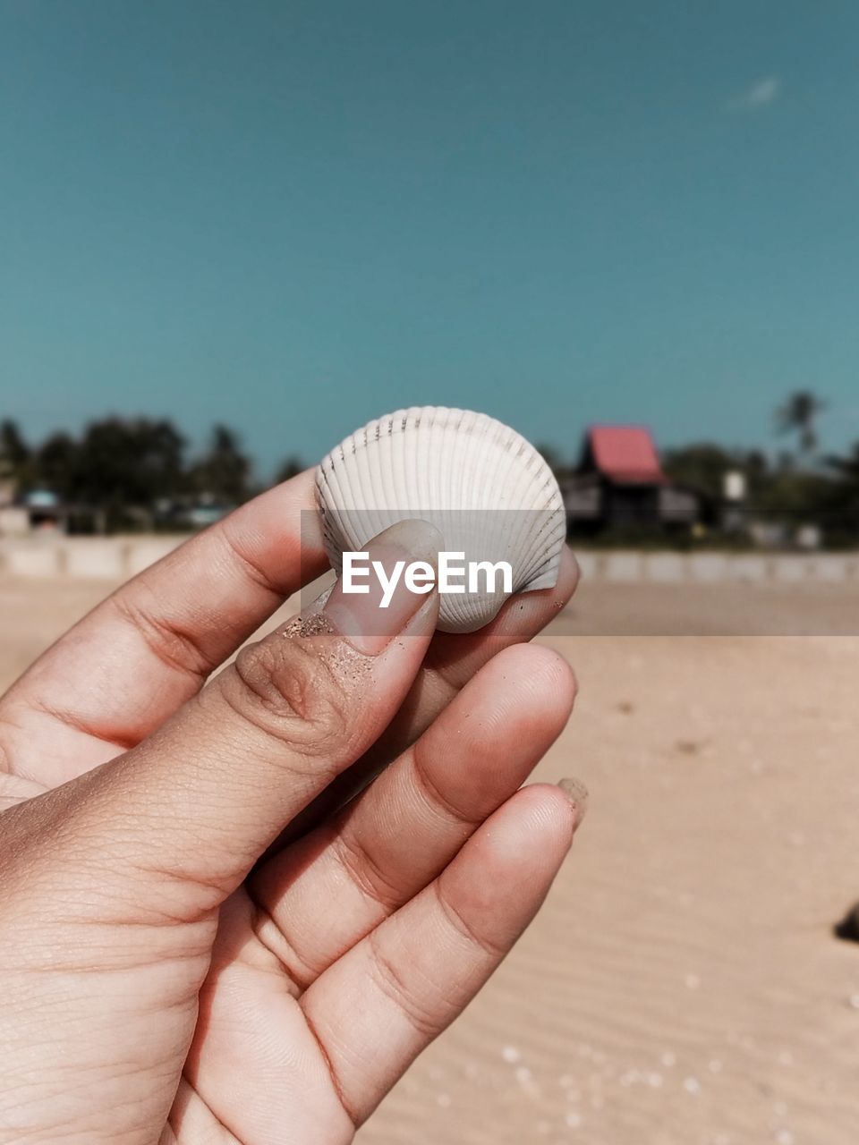 Cropped hand holding seashell at beach