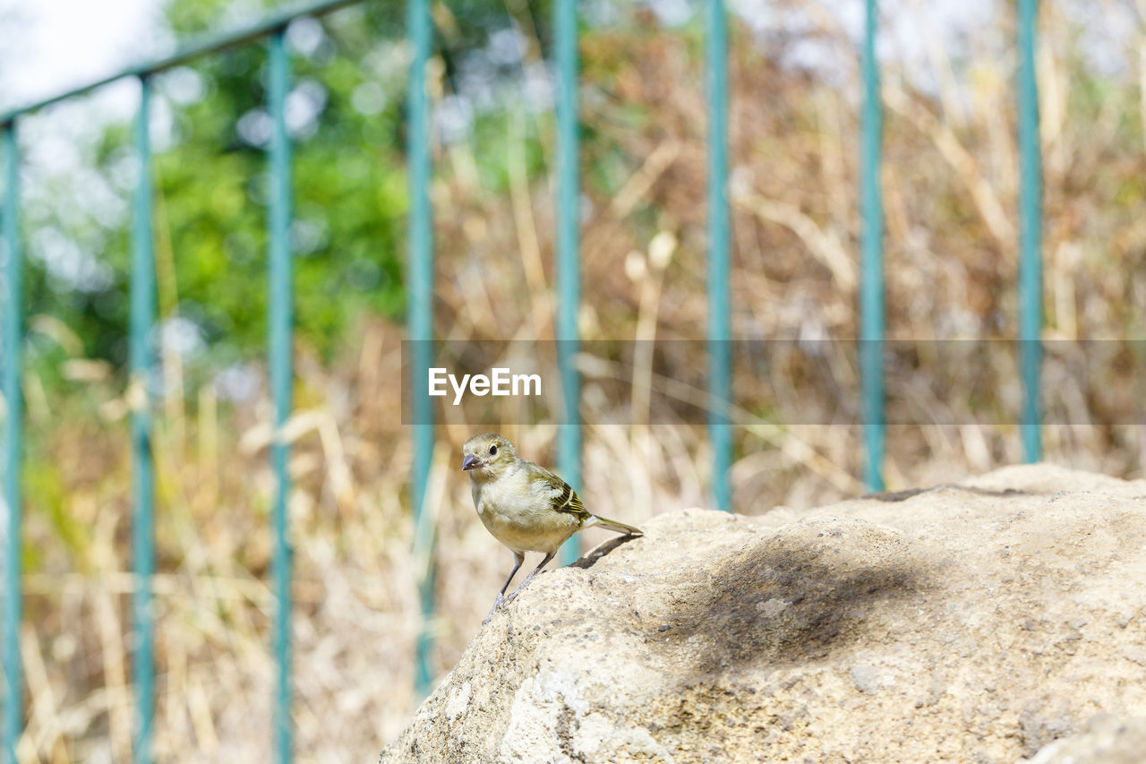 CLOSE-UP OF BIRD PERCHING ON BRANCH