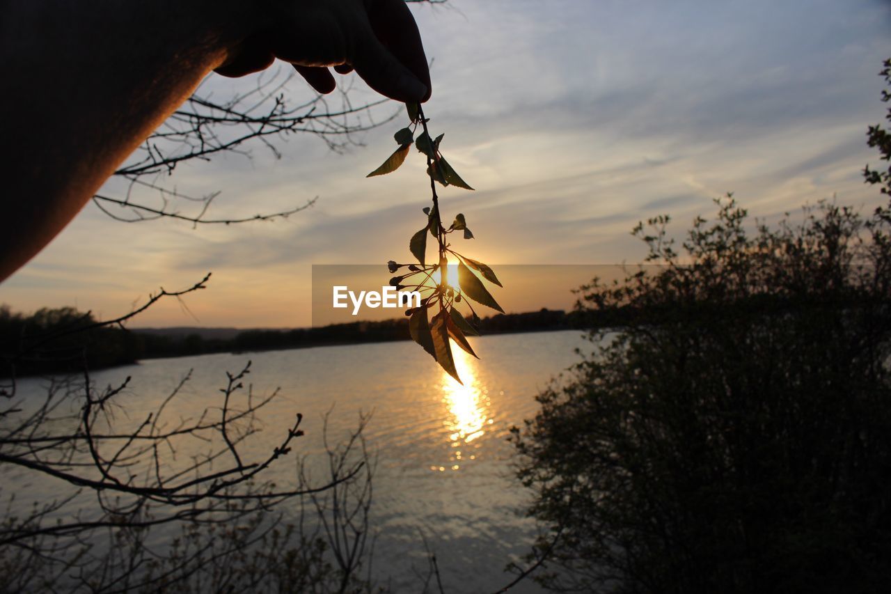 CLOSE-UP OF SILHOUETTE HAND AGAINST TREES AT SUNSET