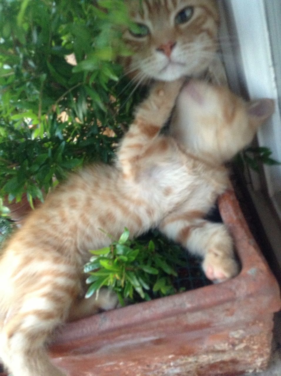 CLOSE-UP OF CAT LOOKING UP