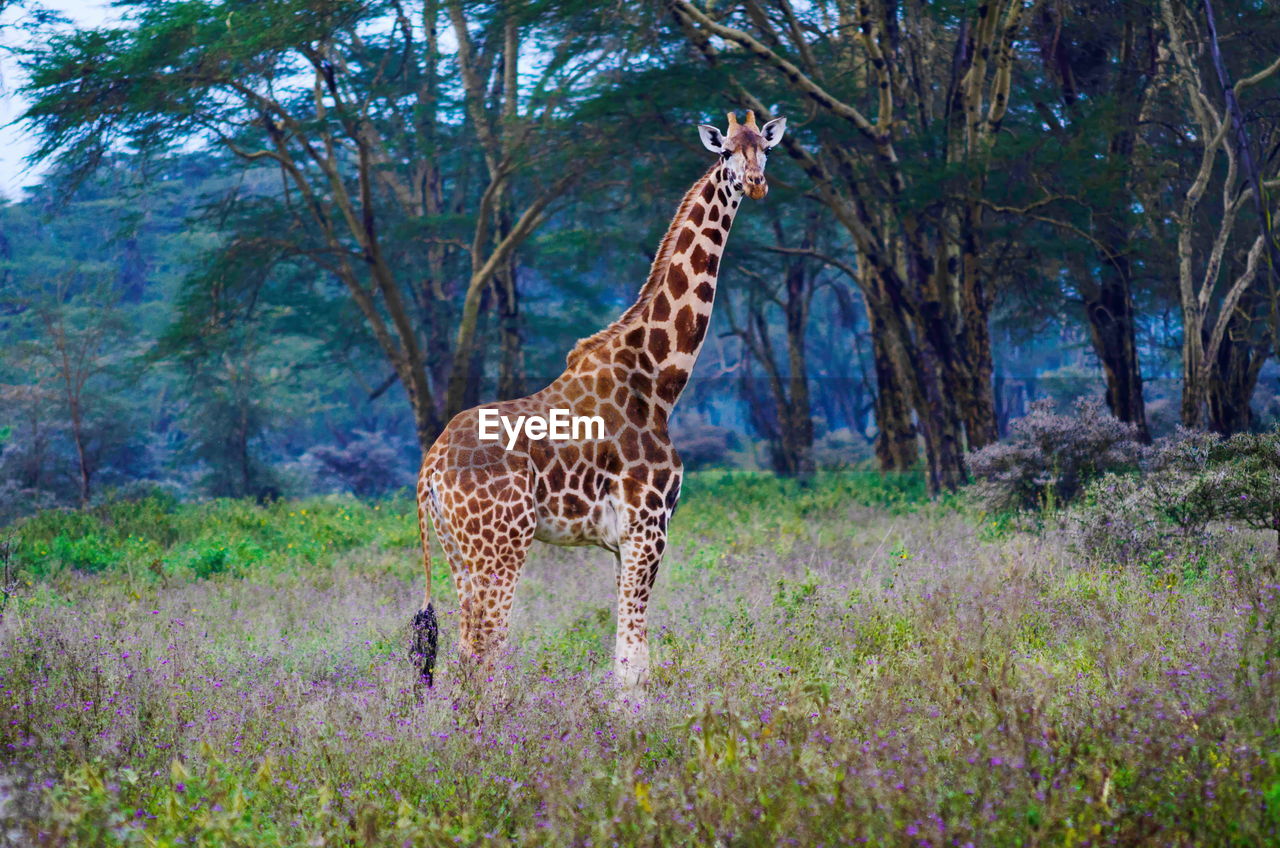 Nakuru park giraffe