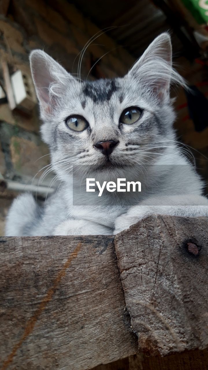 pet, cat, animal themes, animal, mammal, domestic animals, domestic cat, one animal, feline, portrait, looking at camera, whiskers, small to medium-sized cats, felidae, no people, wood, carnivore, relaxation, indoors, close-up, animal body part, sitting, focus on foreground