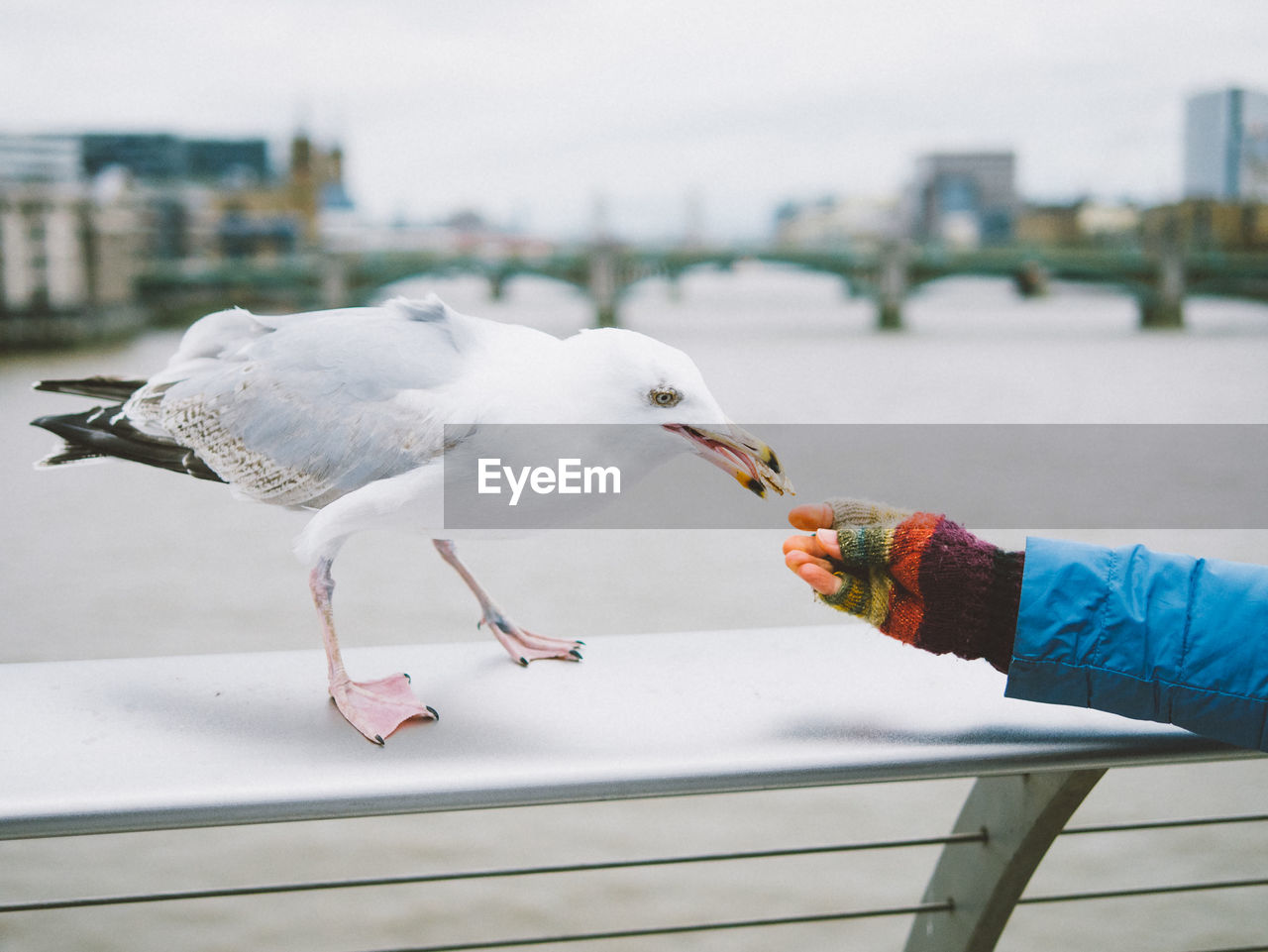 Close-up of seagull perching on hand against sky