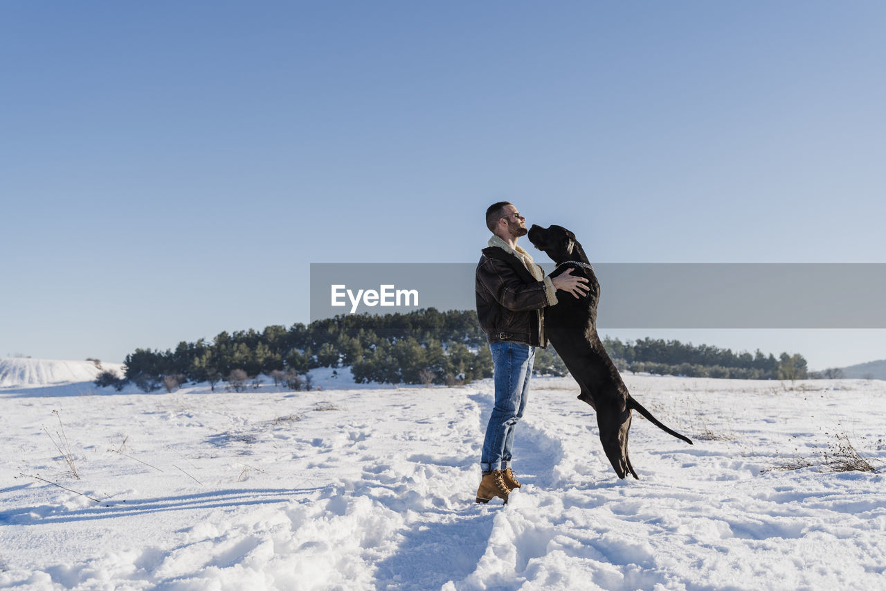 Playful great dane dog leaning on man while standing in snow against clear blue sky