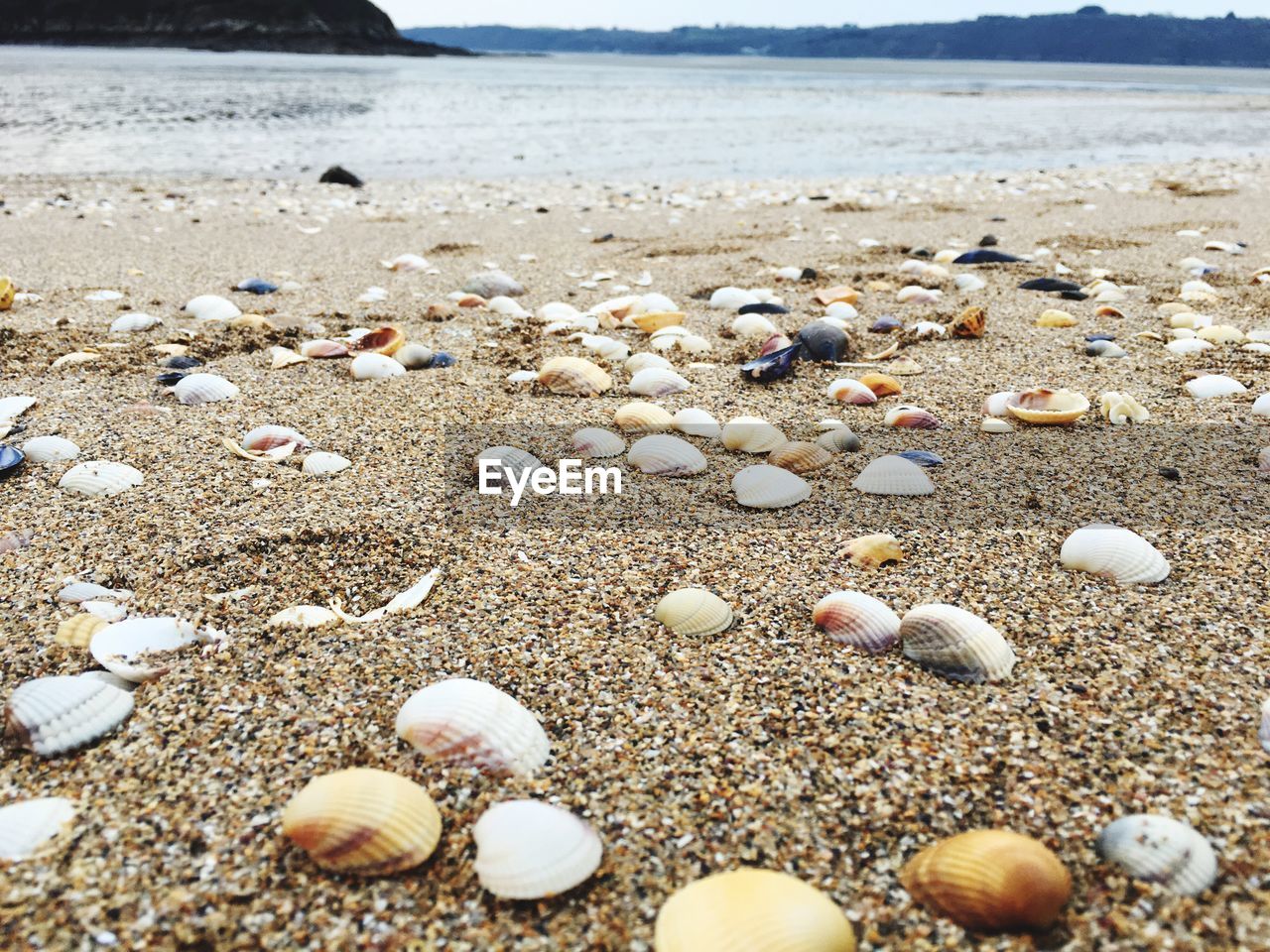 CLOSE-UP OF SHELLS ON BEACH