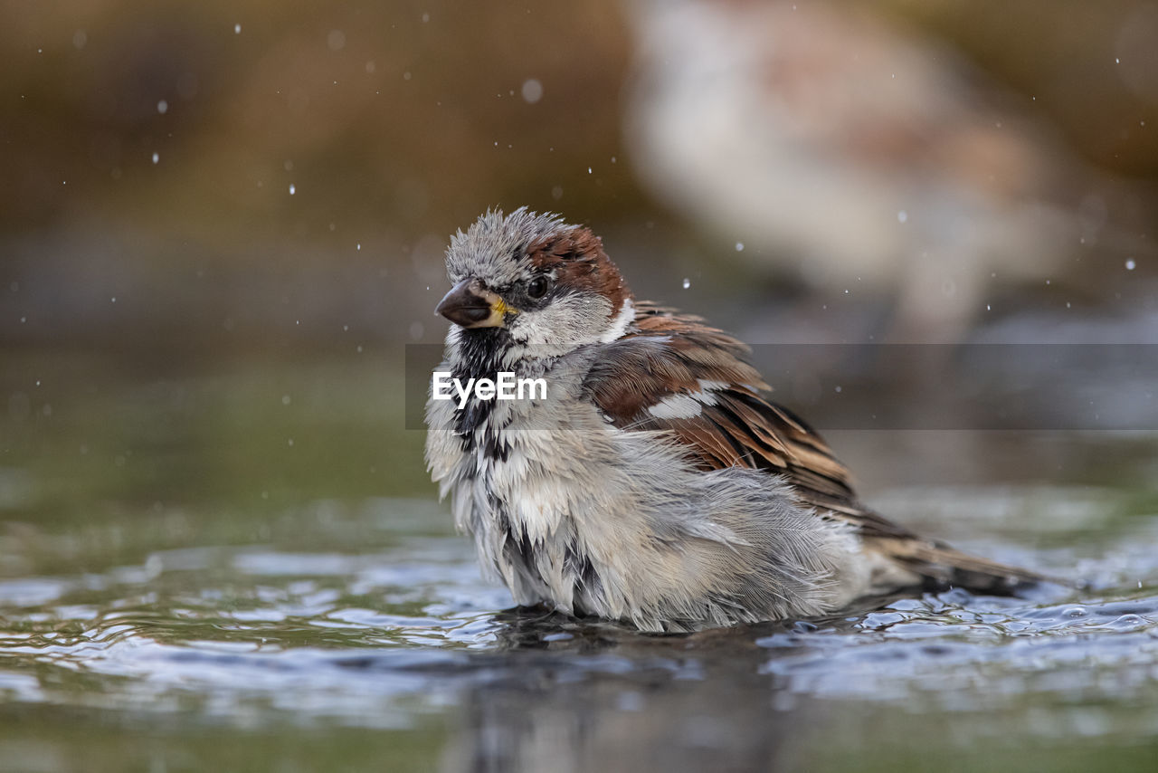 animal themes, animal, animal wildlife, bird, nature, wildlife, one animal, sparrow, house sparrow, beak, water, winter, motion, selective focus, close-up, no people, lake, outdoors, beauty in nature, focus on foreground, full length, portrait, side view, day, environment, surface level, splashing, songbird, wet, young animal, drenched