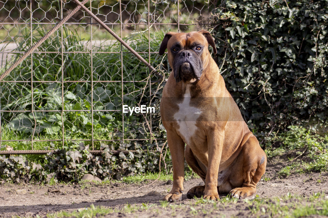 Brown boxer dog with white chest loose in the field