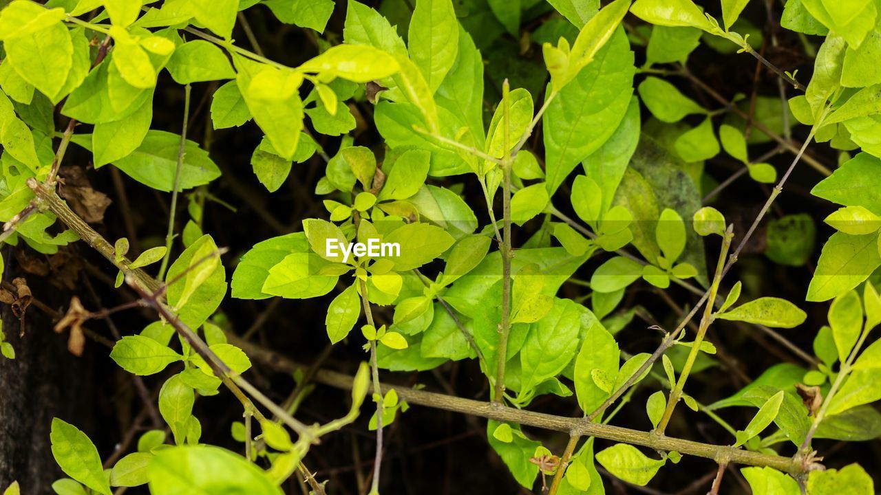 CLOSE-UP OF FRESH GREEN PLANT