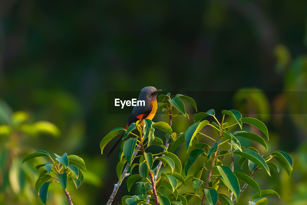 Bird perching on a plant