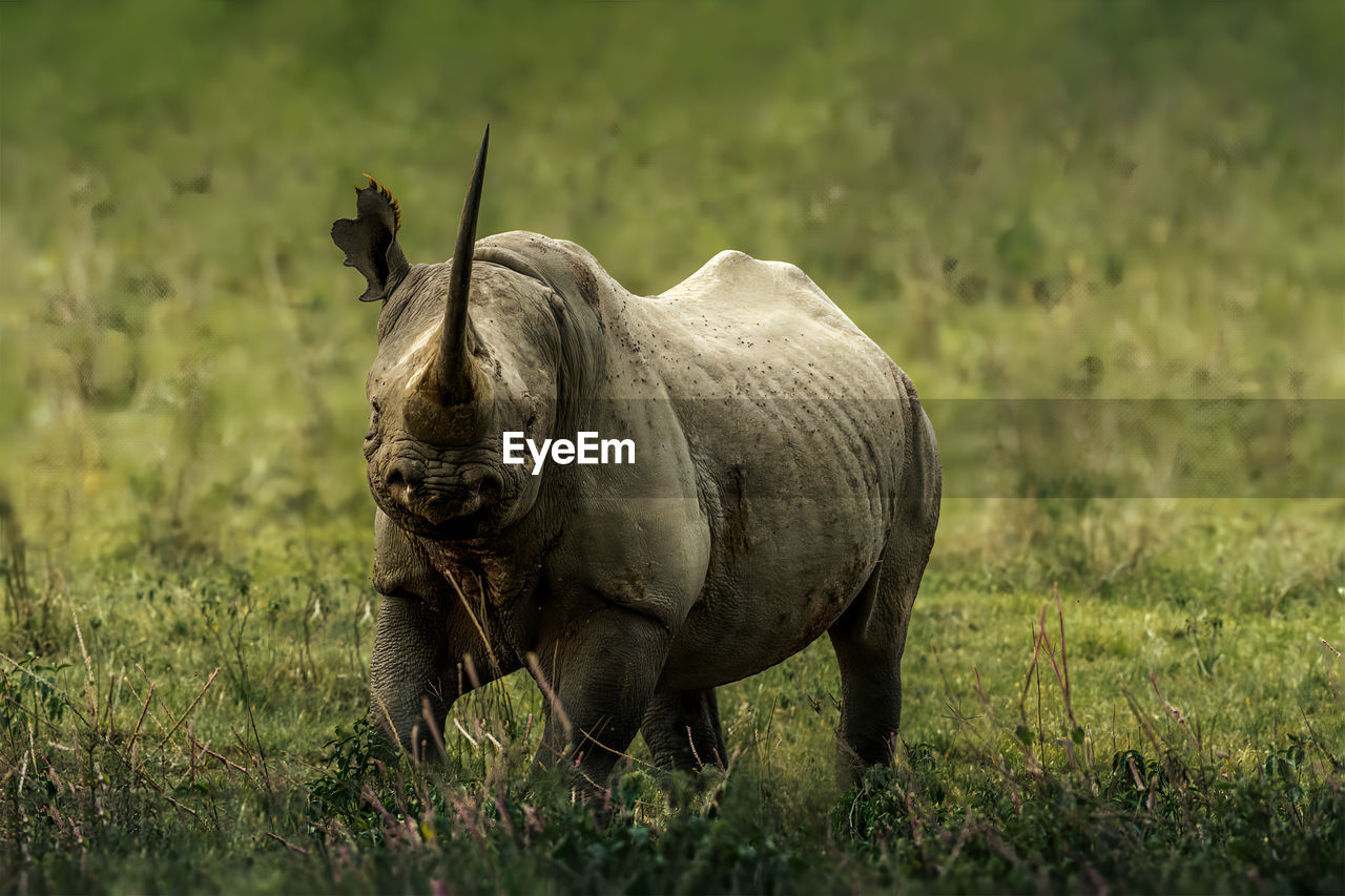 Black rhino at lake nakuru national park