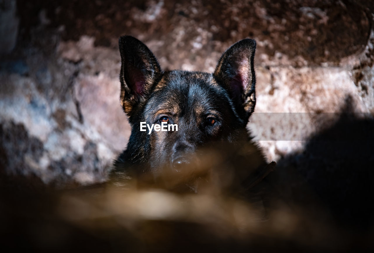 Close-up portrait of a dog