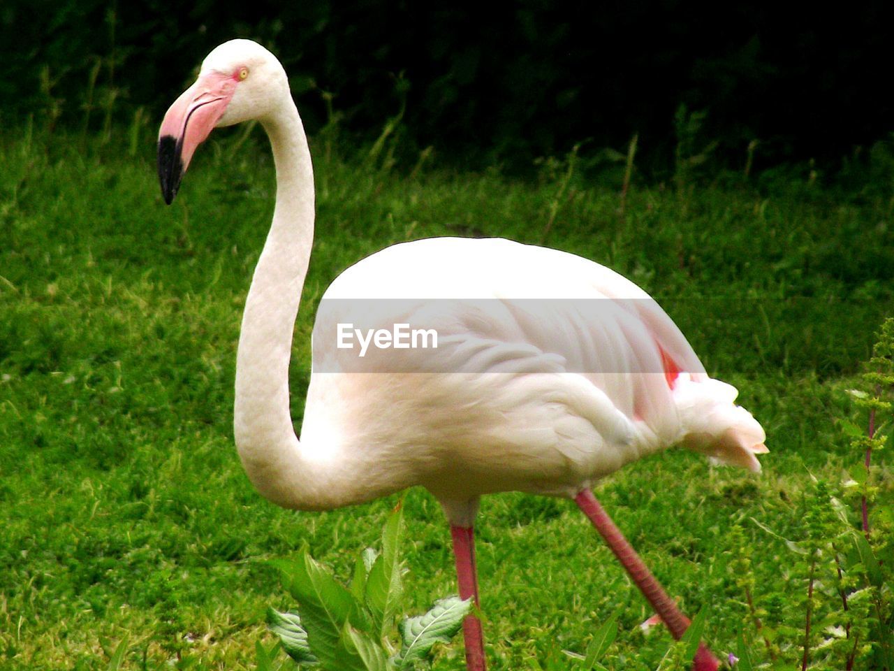 Close-up of swan on grass