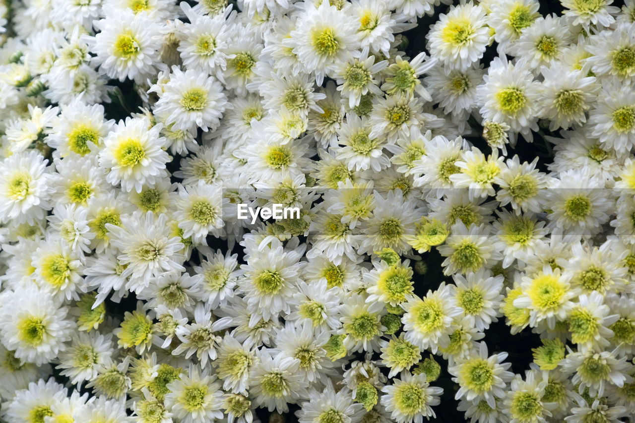 HIGH ANGLE VIEW OF WHITE DAISY FLOWERS