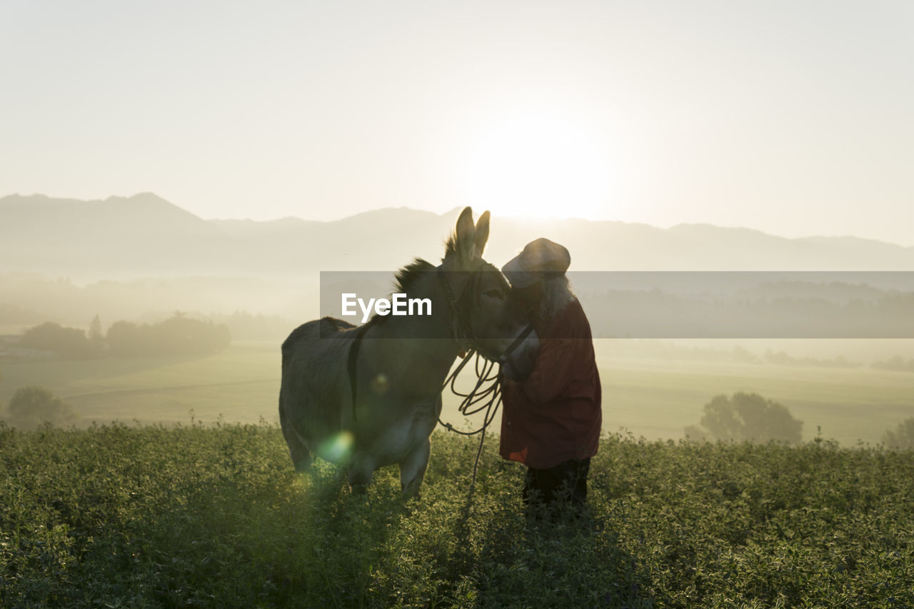 Italy, tuscany, borgo san lorenzo, senior man standing with donkey in field at sunrise above rural landscape