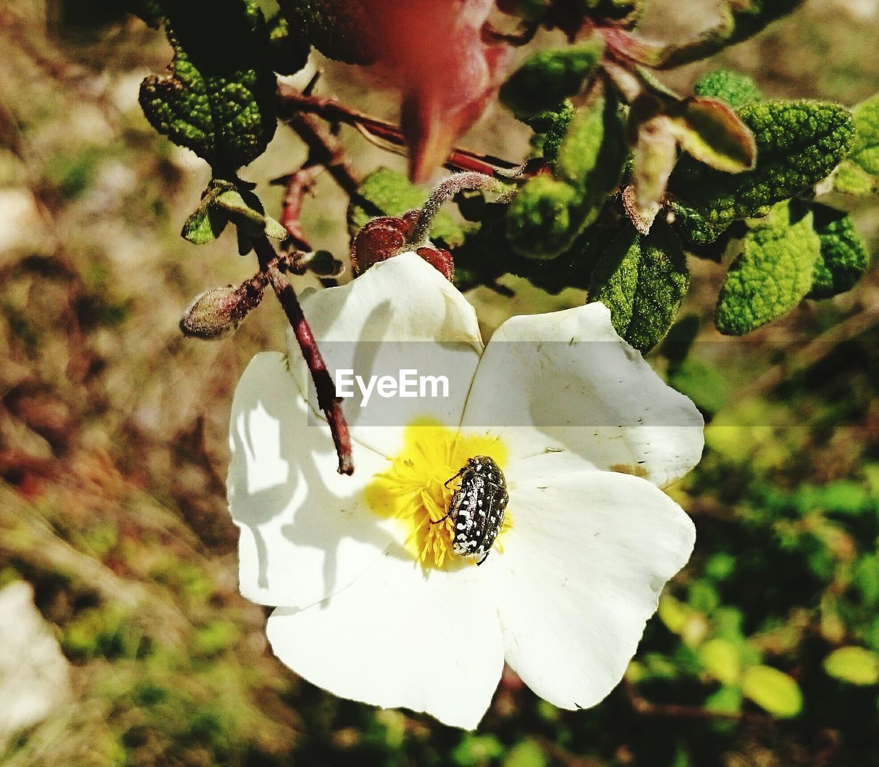 CLOSE-UP OF WHITE FLOWERS BLOOMING