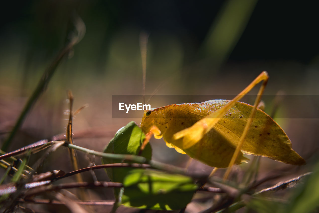 nature, yellow, plant part, leaf, green, plant, macro photography, animal wildlife, sunlight, flower, animal themes, insect, animal, butterfly, close-up, branch, beauty in nature, no people, tree, one animal, autumn, wildlife, outdoors, grass, forest, environment, focus on foreground, land, day, selective focus, plant stem