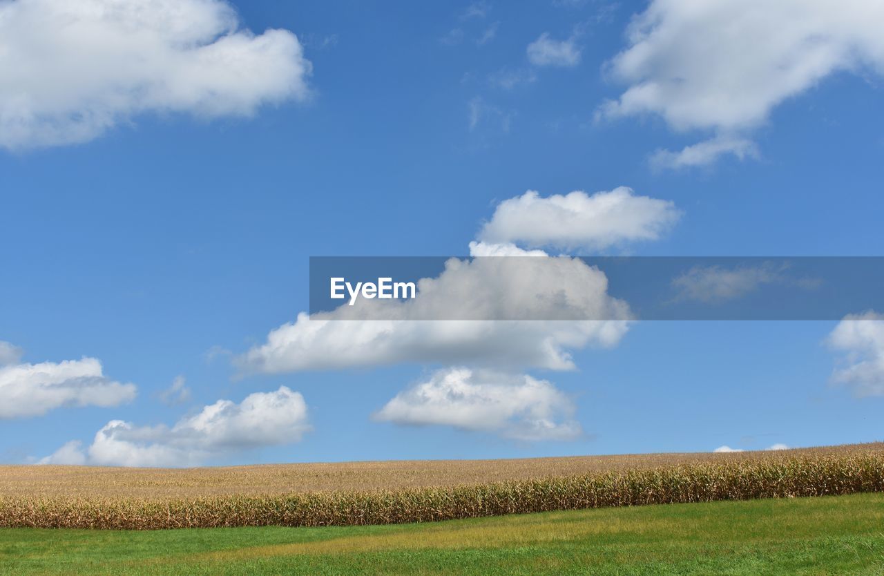 Scenic view of agricultural field against sky