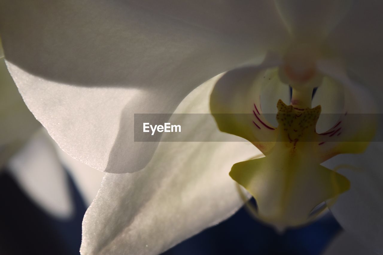 CLOSE-UP OF WHITE ROSE