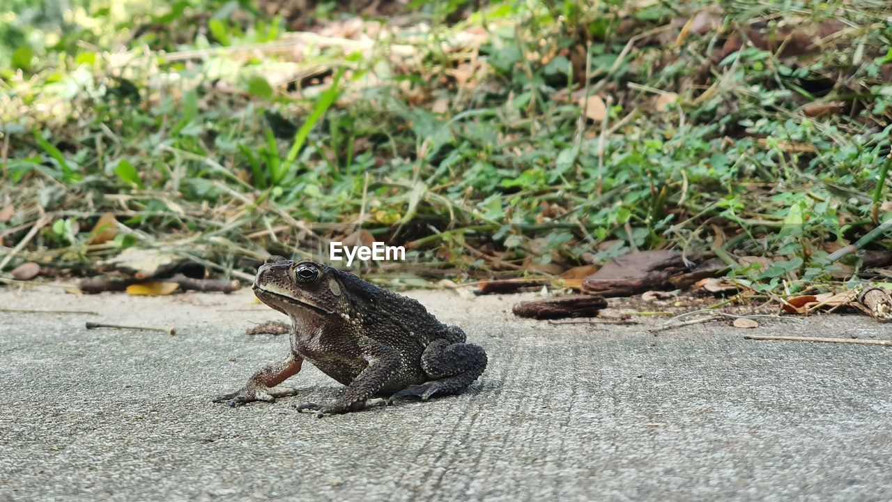 Toad on concrete