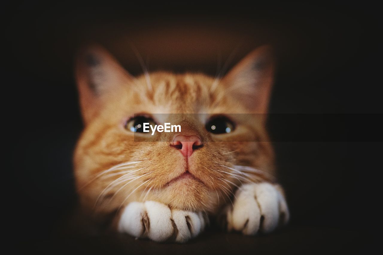 Close-up portrait of a cat over black background