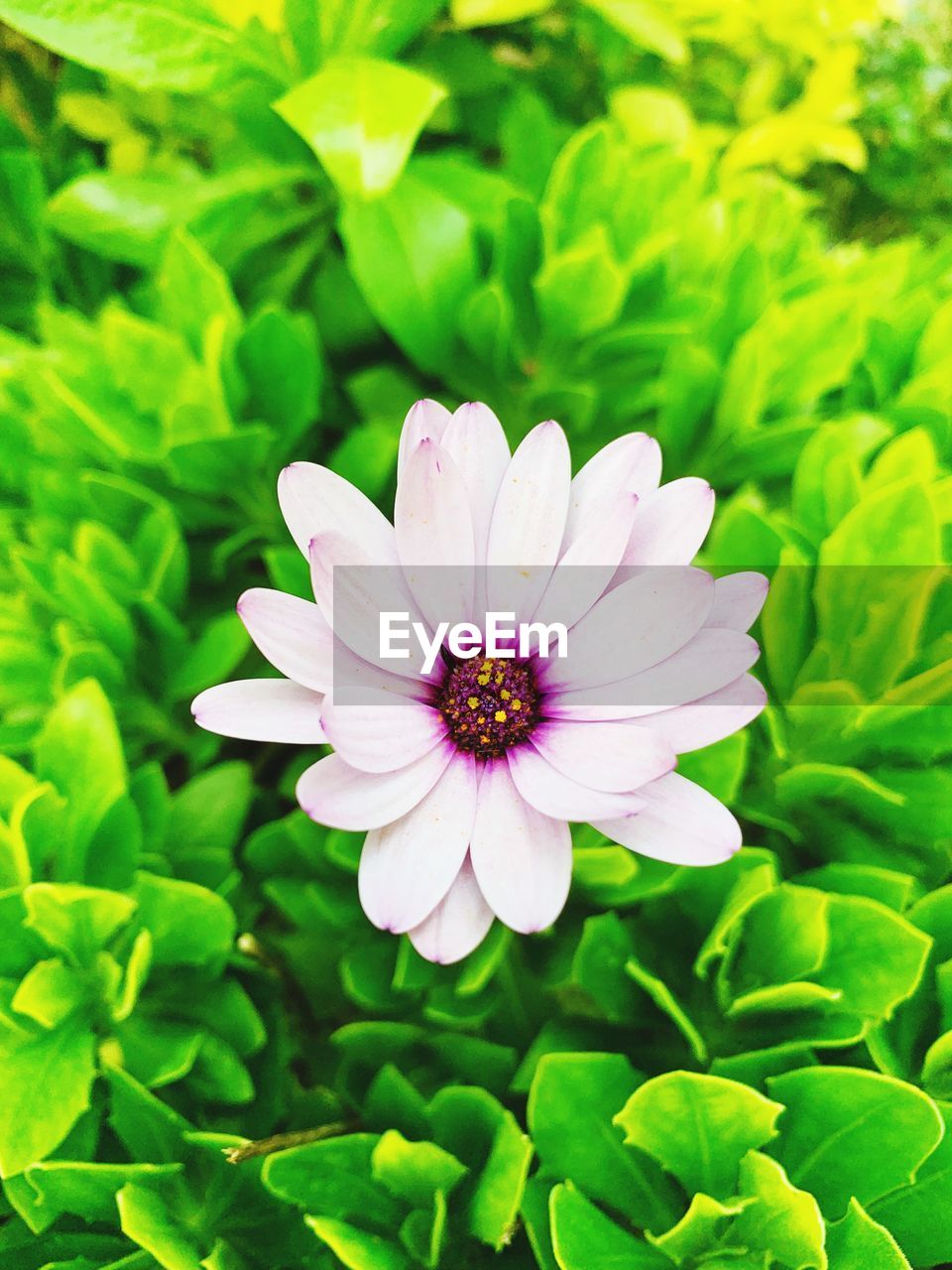 Close-up of purple flower