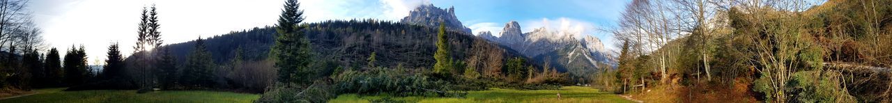 PANORAMIC SHOT OF TREES GROWING ON FIELD