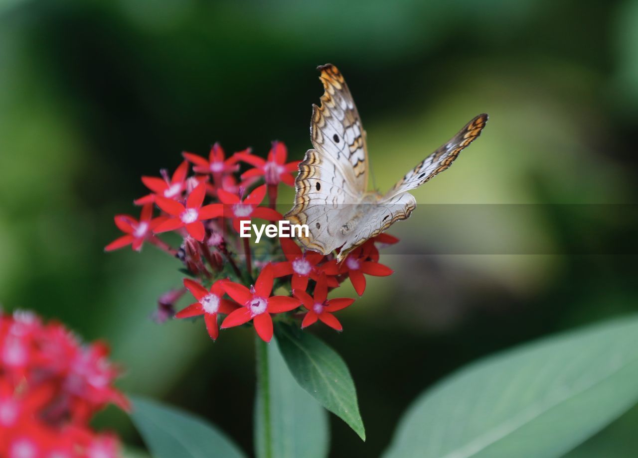 BUTTERFLY POLLINATING ON FLOWER