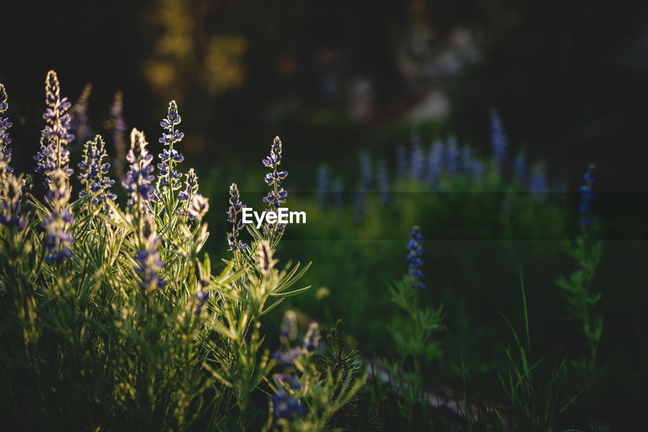 CLOSE-UP OF PURPLE FLOWERING PLANTS