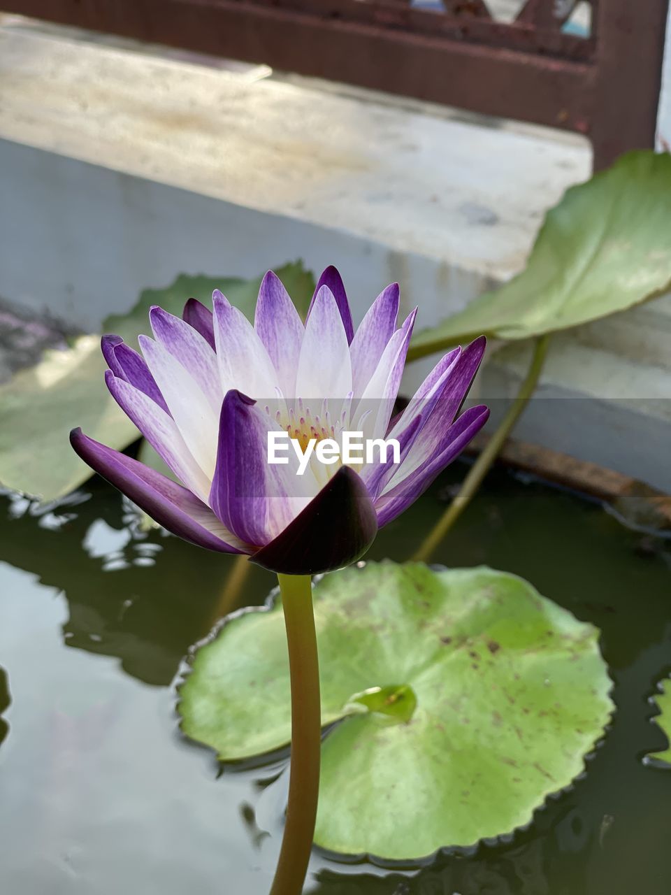 flower, flowering plant, plant, freshness, beauty in nature, nature, close-up, purple, fragility, water, leaf, growth, petal, flower head, plant part, macro photography, inflorescence, no people, green, blossom, water lily, outdoors, springtime, lake, pink, day, focus on foreground, botany