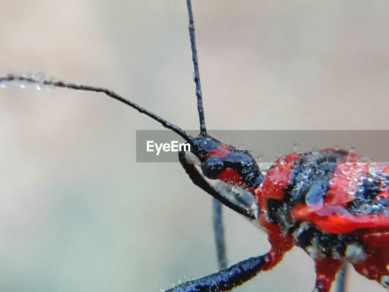 CLOSE-UP OF GRASSHOPPER