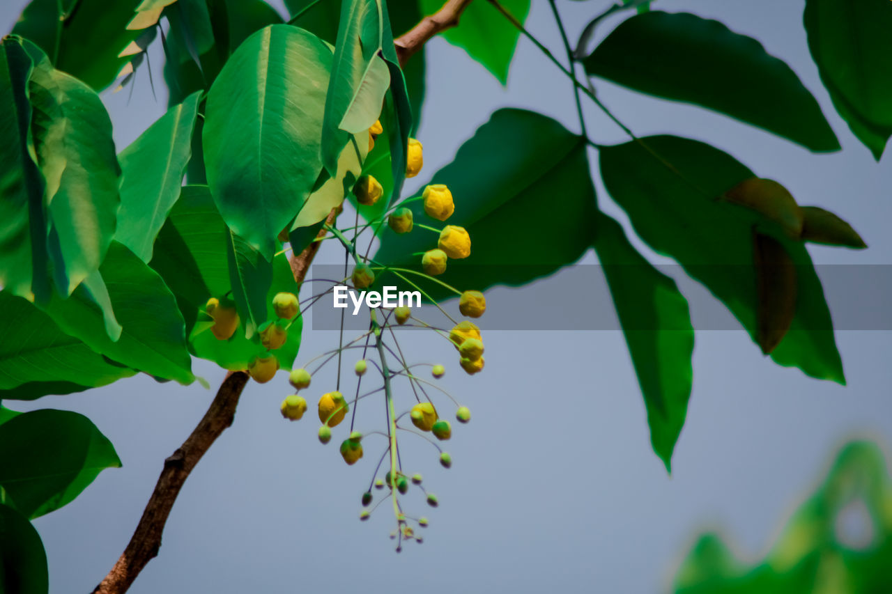 LOW ANGLE VIEW OF FRUIT GROWING ON TREE